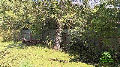 Какие деревья и кустарники забирают лишнюю влагу из почвы