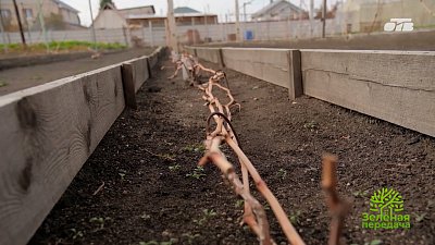 Как уберечь виноград от грибковых заболеваний