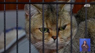 Приют в Миассе создал площадку для общения с животными