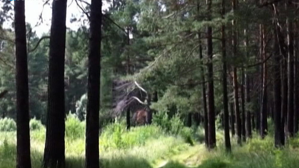 Женщина нашлась после месяца жизни в лесу