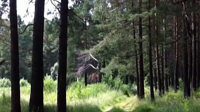 Женщина нашлась после месяца жизни в лесу