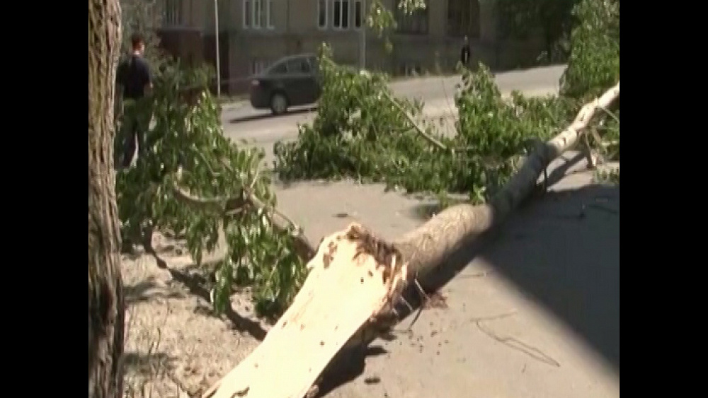 Дерево рухнуло на пожилую женщину