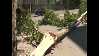 Дерево рухнуло на пожилую женщину