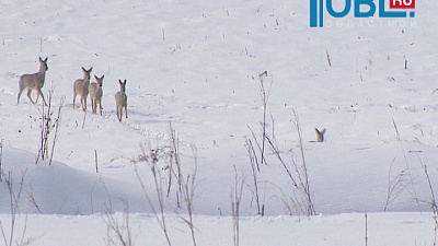 В заказниках Челябинской области началась подкормка диких животных