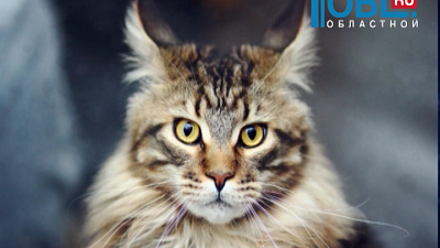 В Челябинске отметили международный день кошек