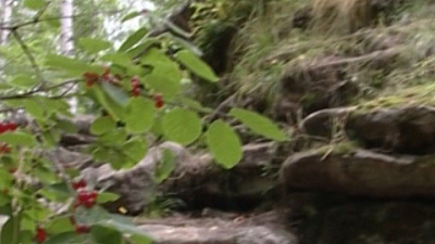 Продолжается расследование гибели девочки в лагере на Тургояке