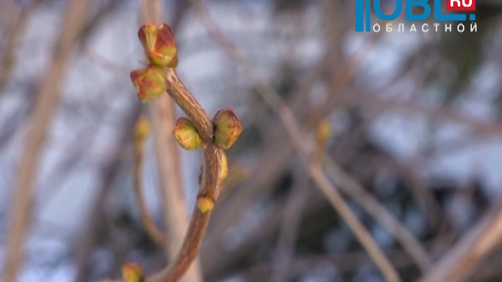 На Южном Урале пошел дождь и распустились почки