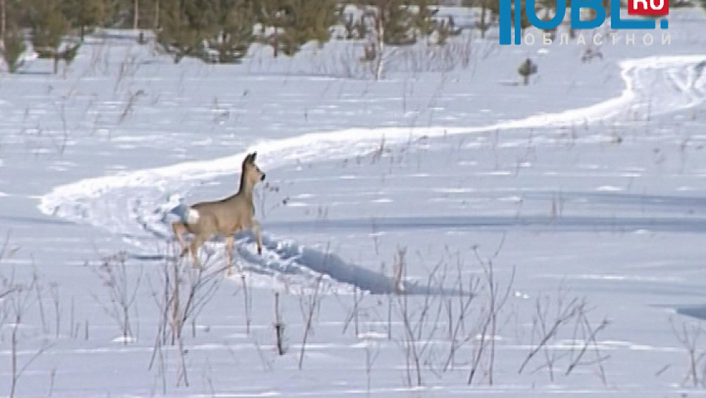В охотхозяйстве егеря считают следы диких зверей