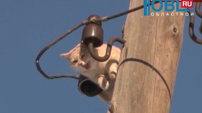 Энергетики сняли кота с опоры электропередач
