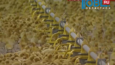 Область получила 883 миллиона рублей на поддержку животноводческих хозяйств