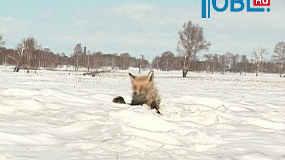 В микрорайоне Парковый поселились две лисы
