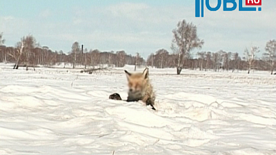 В микрорайоне Парковый поселились две лисы