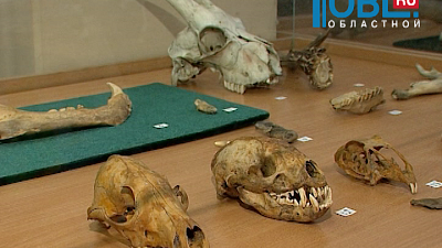 Останки древних животных, найденные на Южном Урале, презентуют челябинцам