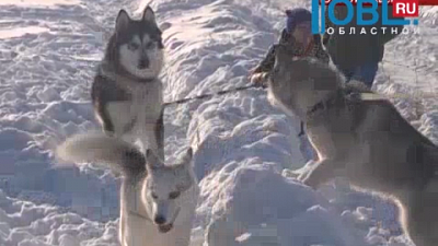 Владельцы собак породы хаски начали организовывать групповые прогулки