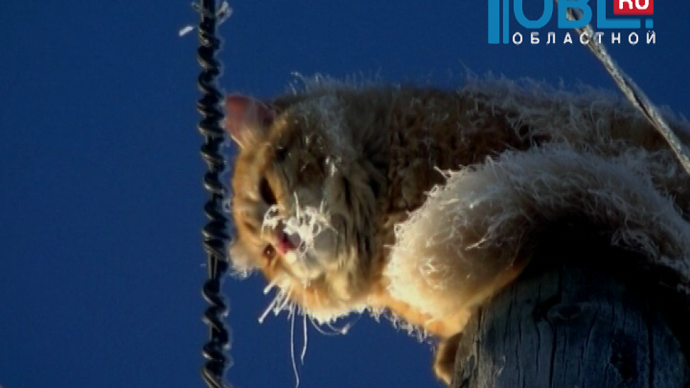 Рыжий кот не смог спуститься самостоятельно с 10-метрового столба