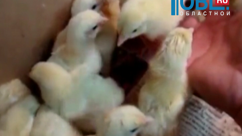 Инвесторы планируют построить в Челябинской области племрепродуктор