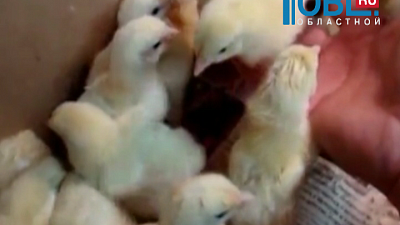 Инвесторы планируют построить в Челябинской области племрепродуктор