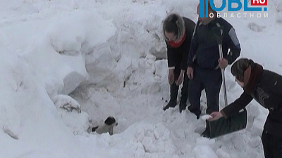 Троичане спасли бездомную собаку от гибели в заваленной снегом трубе