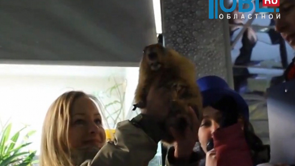 Челябинский сурок проспал день сурка