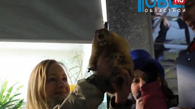 Челябинский сурок проспал день сурка