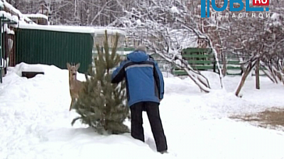ГорЭкоЦентр просит не выкидывать елки в мусорные контейнеры 