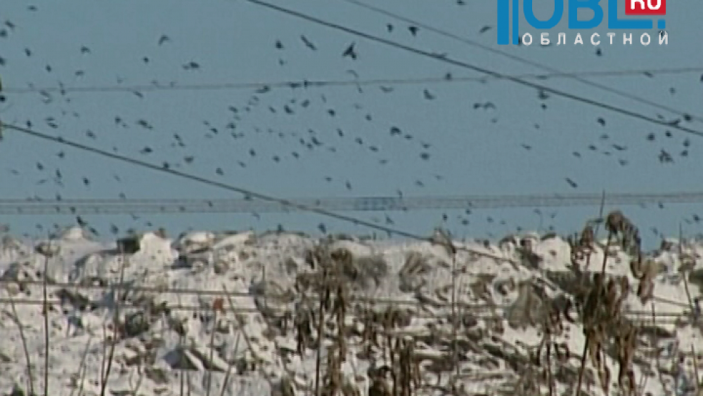 Проект строительства полигона под Копейском не прошел экологическую экспертизу