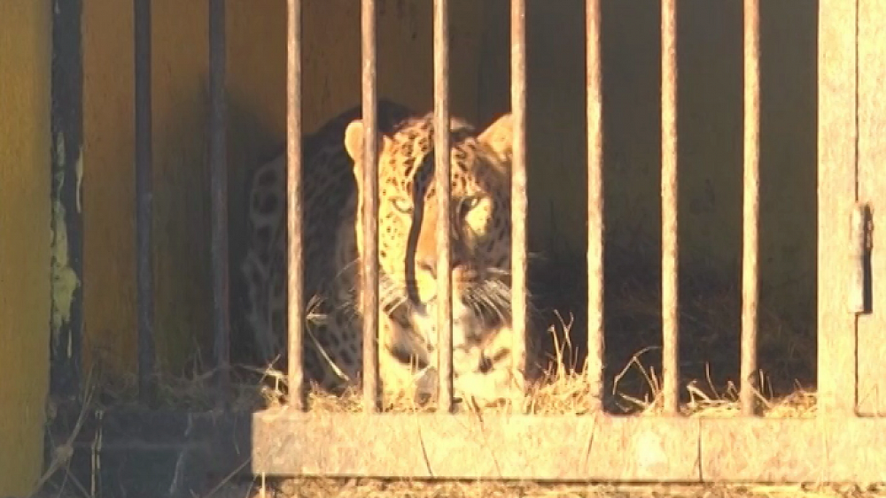 В передвижном зверинце стали лучше кормить и утеплили клетки