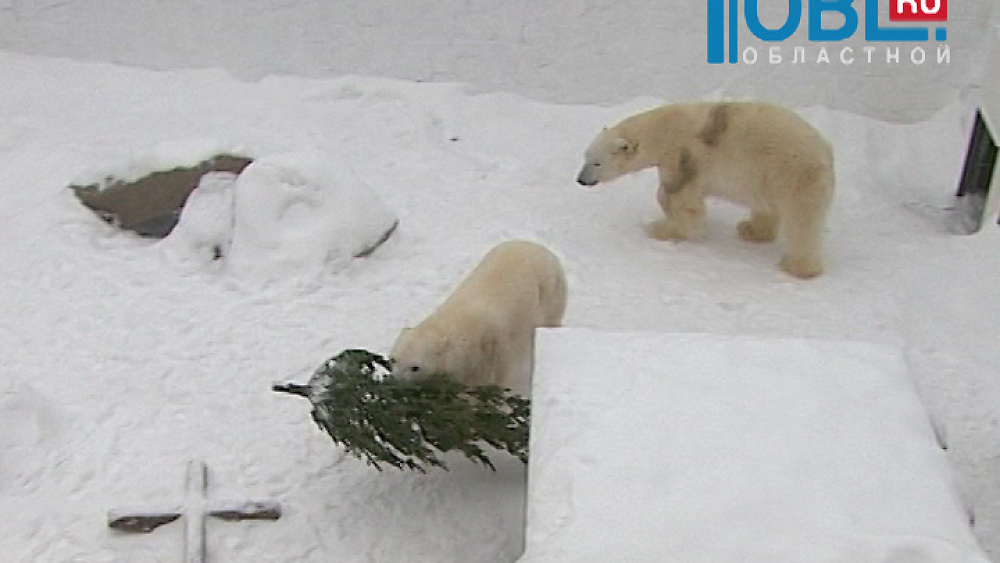 Обзор спортивных событий от 21.01.2016