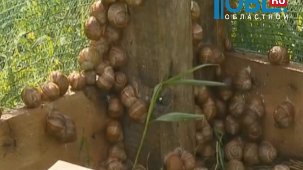 На ферме улиток челябинка планирует производить по 2 тонны моллюсков в год