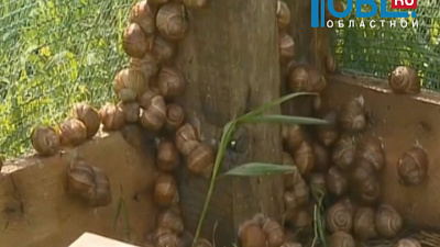 На ферме улиток челябинка планирует производить по 2 тонны моллюсков в год