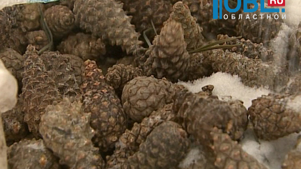 Южноуральские лесники собирают шишки