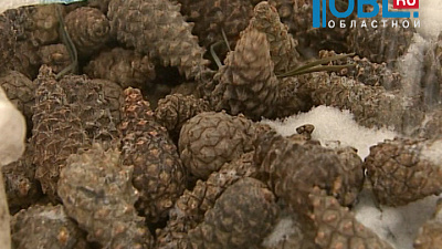 Южноуральские лесники собирают шишки