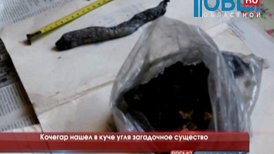 Кочегар нашел в куче угля загадочное существо