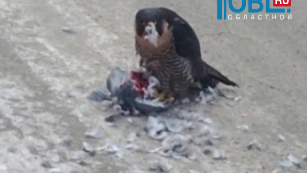 Сапсана, занесенного в Красную книгу, видели в Магнитогорске 