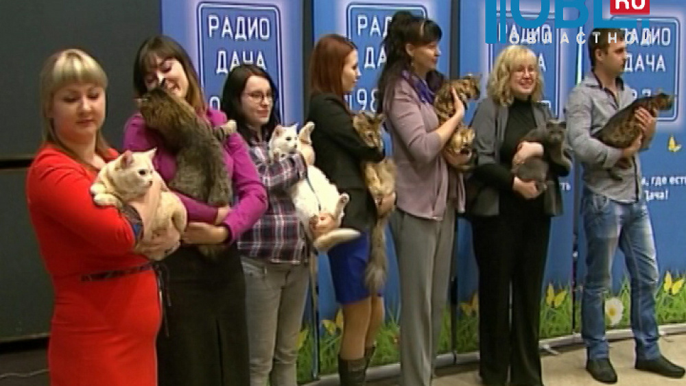 "Радио Дача" провело конкурс, в котором выбрали главную кошку Челябинска