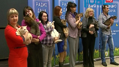 "Радио Дача" провело конкурс, в котором выбрали главную кошку Челябинска