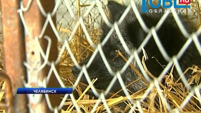 Зоозащитник Карен Даллакян поставил в зооприюте спектакль-сказку с животными