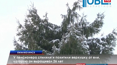 У пенсионера спилили и похитили верхушку от ели, которую он выращивал 26 лет