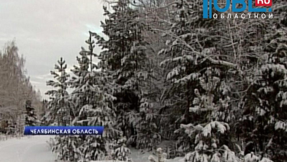 Сотрудники управления лесами показали, где рубят новогодние ели
