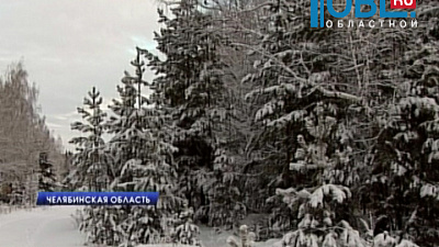 Сотрудники управления лесами показали, где рубят новогодние ели