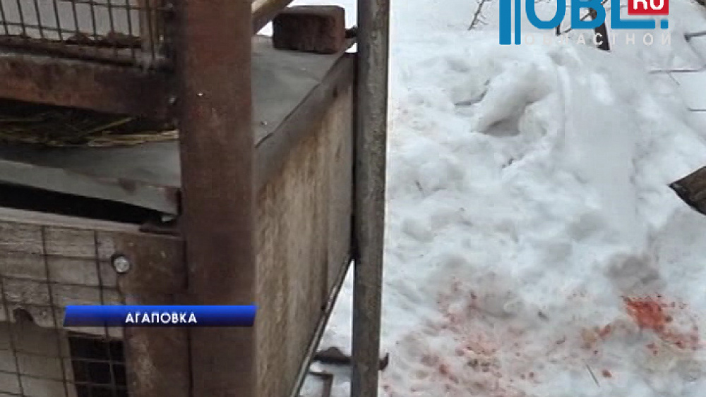 В Агаповском районе растерзаны кролики