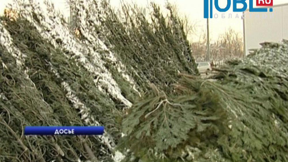 Более 100 тысяч хвойных деревьев поступят в продажу на Южном Урале