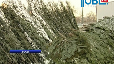 Более 100 тысяч хвойных деревьев поступят в продажу на Южном Урале