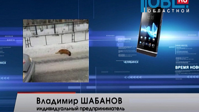 Собак отстреливают на глазах у жителей