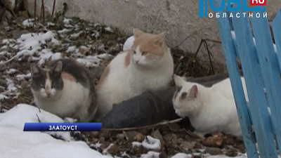 Слесари отказывают работать из-за засилия кошек и укусов блох