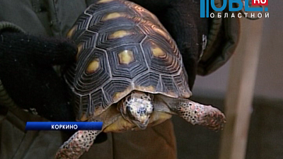 Животных из передвижного зоопарка бросили в ТК