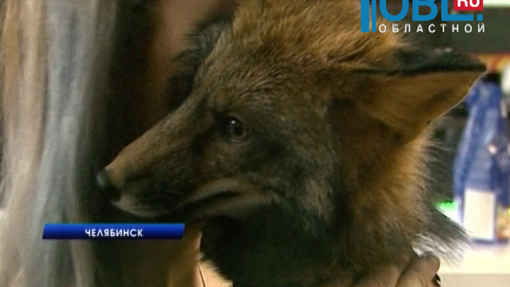 Лисенок по кличке "Аликас" поселился в магазине шуб из эко-меха