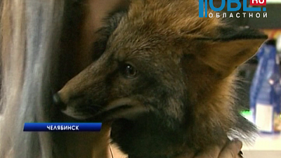 Лисенок по кличке "Аликас" поселился в магазине шуб из эко-меха