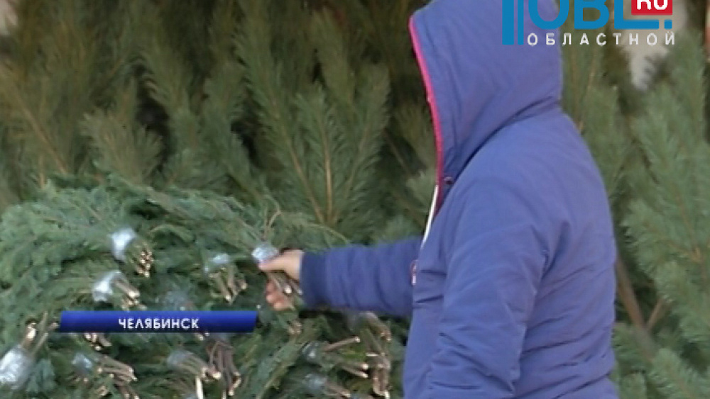 На улицах Челябинска начали продавать пихты и сосны