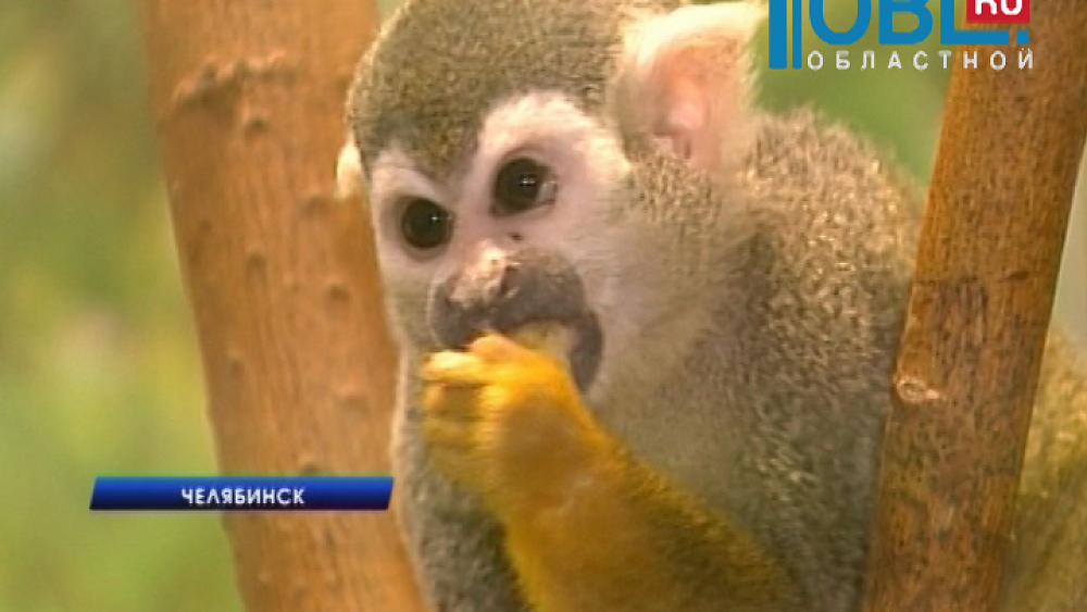 Сотрудники Зоопарка признались в подмене сбежавшей обезьянки